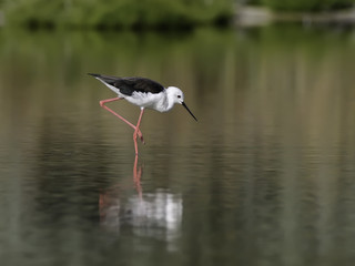 Black-winged Stilt with Reflection Portrait