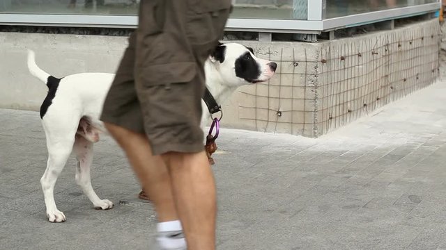 Dog on a Leash