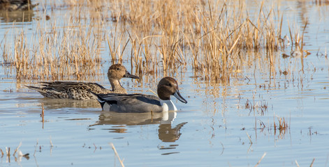 Northern pintail ducks on water at Bosque del Apache National Wildlife Refuge, San Antonio, New...
