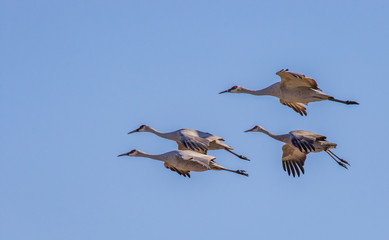 Obraz premium Sandhill cranes in flight at the Bosque del Apache National Wildllife Refuge, San Antonio, New Mexico