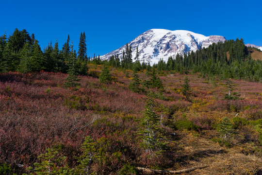 Mt Rainier From Paradise Valley