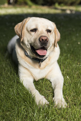 Labrador Retriever dog 