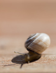snail gliding on the wood