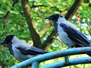 Jackdaws