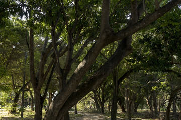 Fototapeta premium Tree viewed from bottom. Branches and leaves forming a beautiful image.