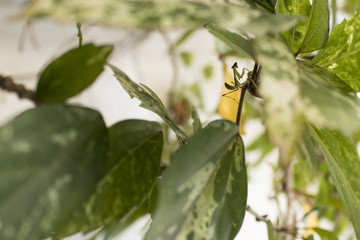 Beautiful tiny mantis in nature. Closeup of wild life.