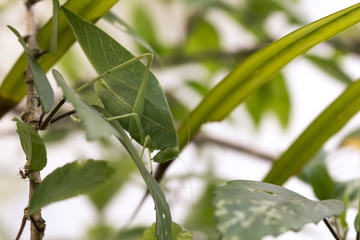 Katydid on leaf. Beautiful bug closeup, Nature detail.