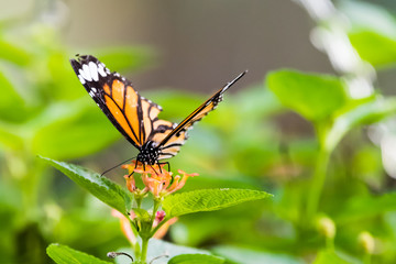 Butterfly 03