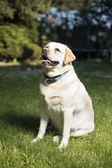 Golden Labrador