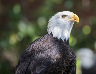 Bald Eagle in the evening sun
