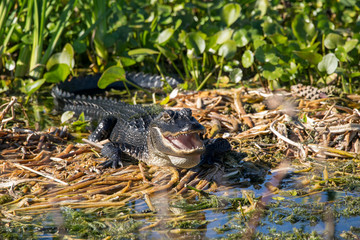 Alligator suns himself in swamp reeds