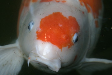 White and Orange Koi in Pond