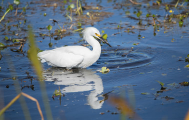 Snowy Egret hunts in wetlands