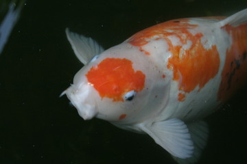 White and Orange Koi 2