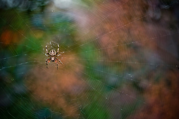 web