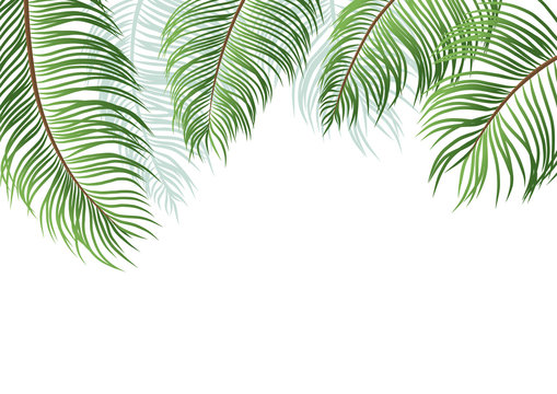 Palm leaves isolated on white background vector illustration