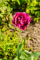 Flowering tulip in purple