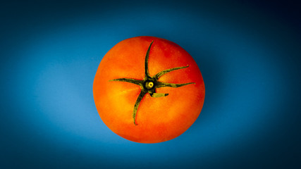 One tomato on a blue background