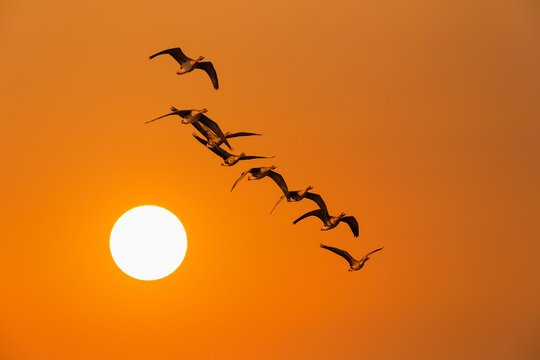 the wild geese in sunset