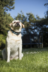 Dog, Labrador Retriever 