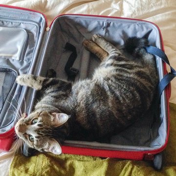 Hauskatze in einem Koffer
