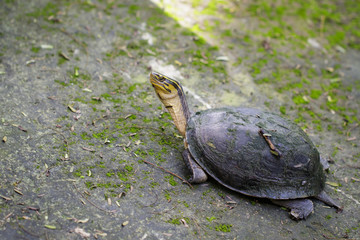 Image of Yellow-headed Temple Turtle on nature background. Reptile. Animals.