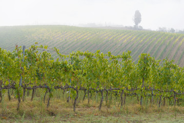 Fototapeta na wymiar Foggy September morning in the vineyards of Tuscany, Italy