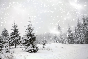 Christmas background with snowy fir trees