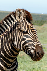 Fototapeta na wymiar Close up of an Zebra standing