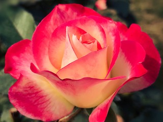 Fototapeta na wymiar A beautiful rose with colourful petals. 