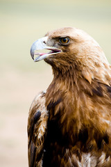 Golden Eagle. Aquila chrysaetos.