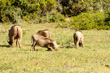 Fototapeta na wymiar Warthogs playing in the grass