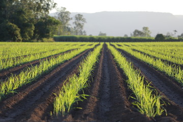 Fototapeta na wymiar Sugar Cane Field