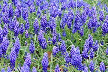 Fototapeta premium Beautiful blue muscari flower, heavenly blue grape hyacinths in the garden