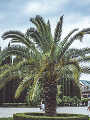 city palm tree