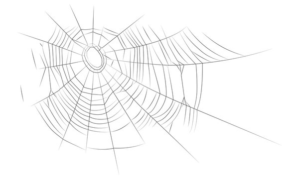 The old web; The old web, graphics, linear drawing. Vector image, isolated on white background