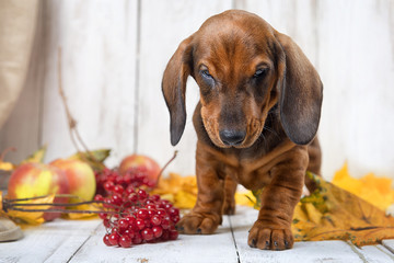 Dachshund puppy among autumn leaves and twigs with berries of viburnum on a light wooden background