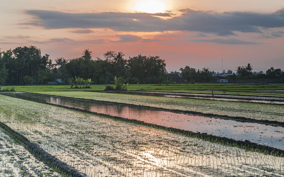 Green Rice field