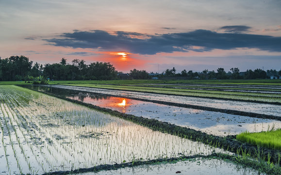 Golden Sunset Rice Farm
