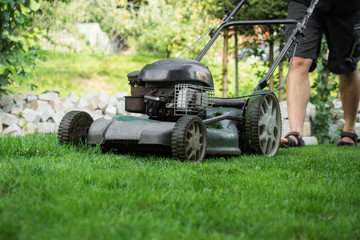 Fototapeta premium The lawn is mown with the lawn mower