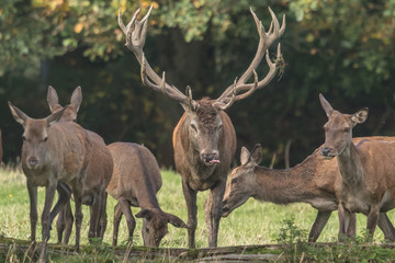 Fototapeta premium hirsch mit harem