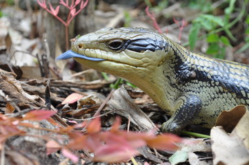 blue tongue lizard