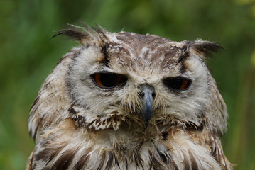 Sad owl