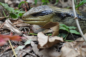 blue tongue lizard
