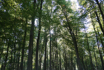 Forest in summer