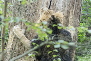 Lion grinding his claws over a tree trunk.