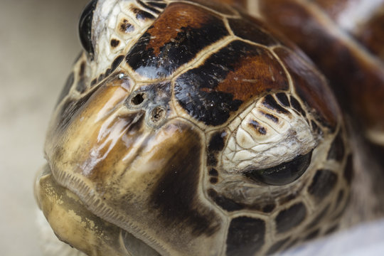 Water turtle head in detail.