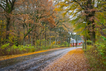 Autumn Danish Forest in November in Viborg, Denmark