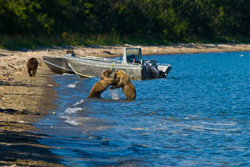 Bear Cubs in Katmai © macs