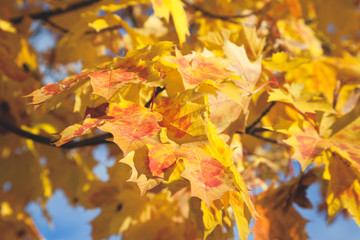 yellow leaves